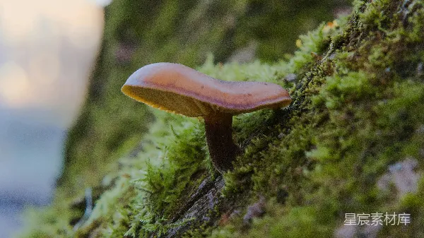 高清摄影 森林中的蘑菇与苔藓