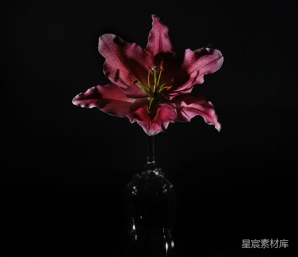 高清摄影 紫色百合与酒杯的艺术构图