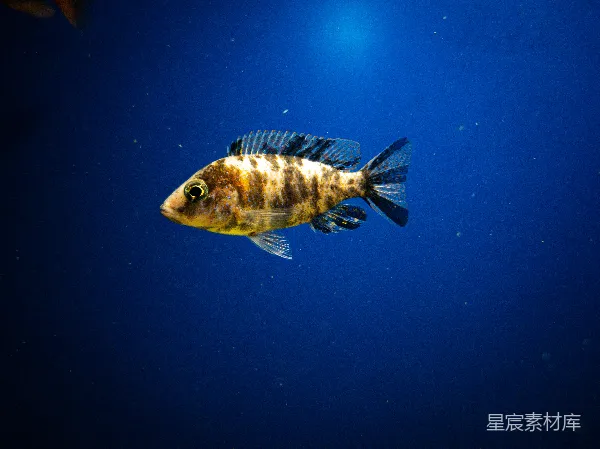高清摄影 深海游鱼