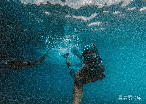 高清摄影 水下探险：与海豚共舞