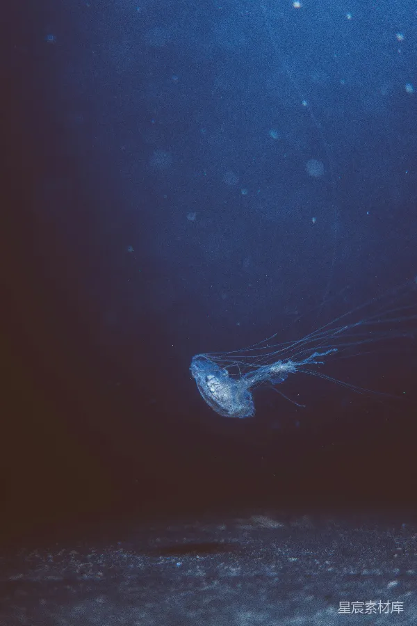 高清摄影 深海中的神秘水母