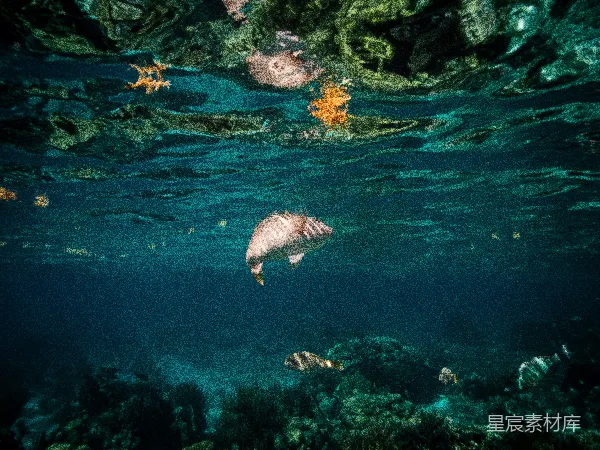 高清摄影 深海奇遇：珊瑚礁下的色彩世界