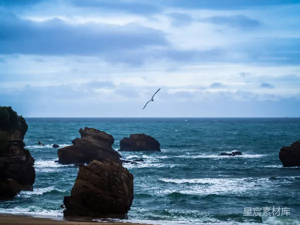 高清摄影 海鸥掠过岩石海岸
