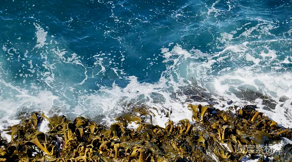 高清摄影 海浪拍打海藻