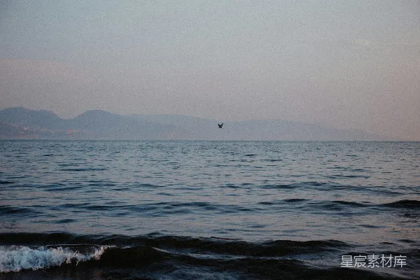 高清摄影 海天一色，自由翱翔的海鸥