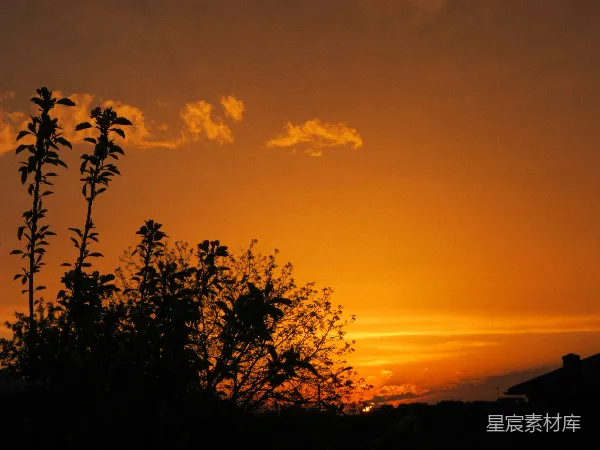 高清摄影 金色黄昏下的树影