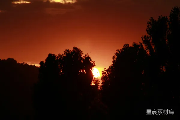 高清摄影 夕阳透过树梢