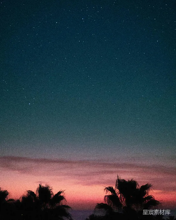高清摄影 夜空下的椰树剪影