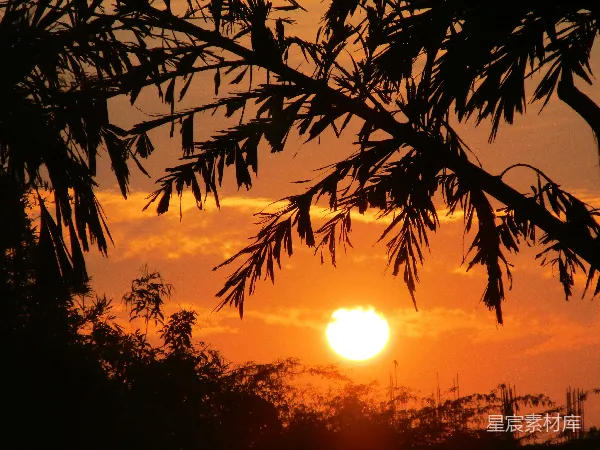 高清摄影 夕阳透过竹叶