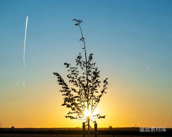 高清摄影 夕阳下的幼树剪影