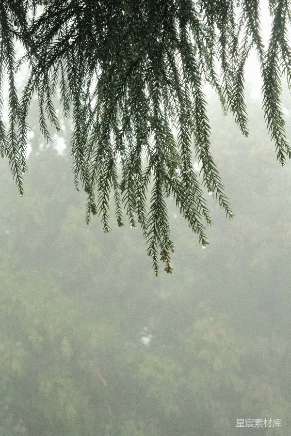 高清摄影 雨后松针的清新的自然景象