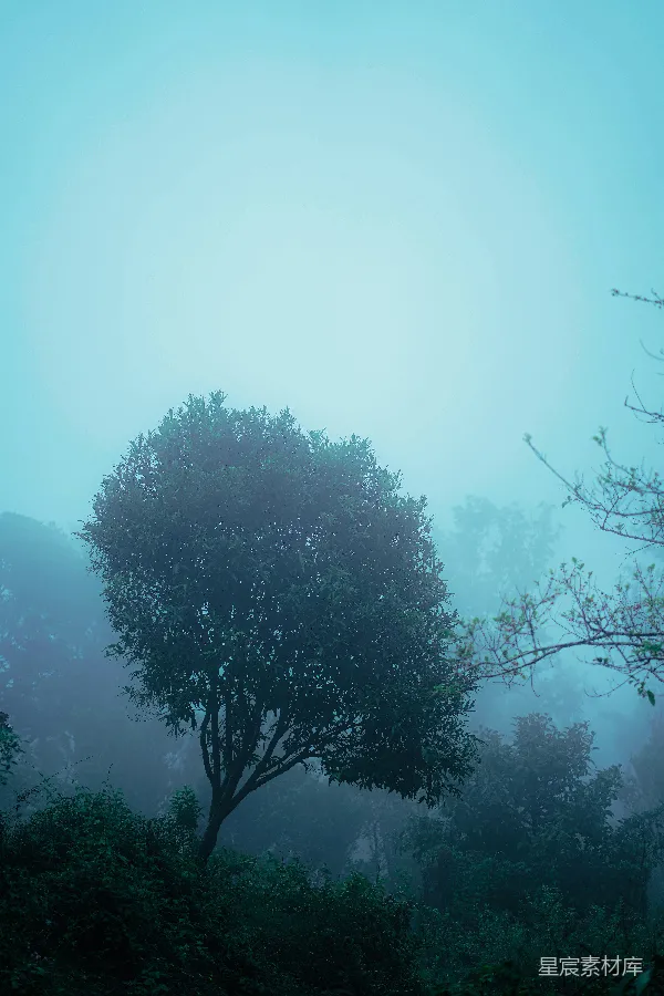 高清摄影 雾中的树