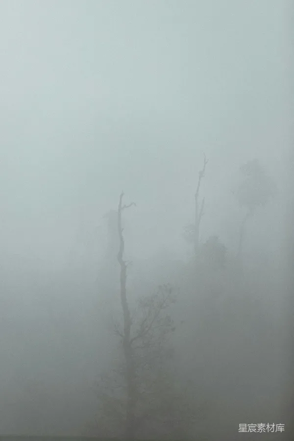 高清摄影 雾中枯木