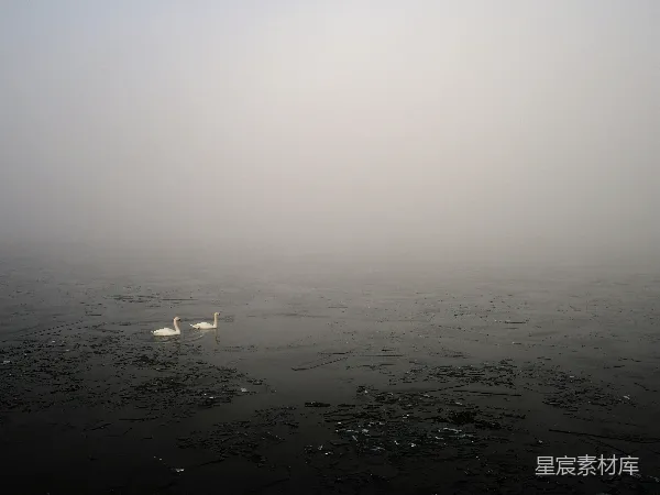 高清摄影 雾中天鹅