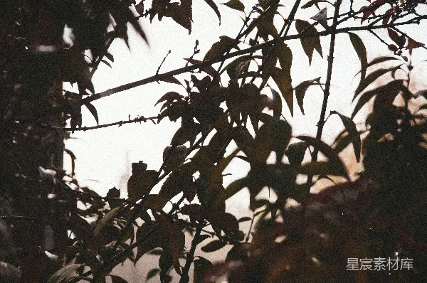高清摄影 冬日树影