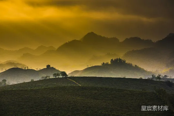 高清摄影 茶山晨雾