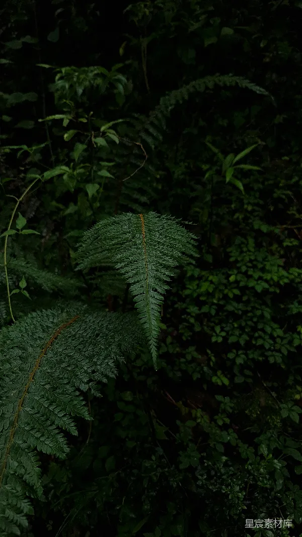 高清摄影 深林中的蕨类植物