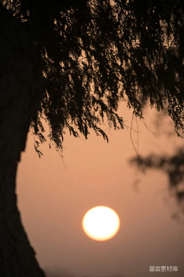 高清摄影 树影下的夕阳