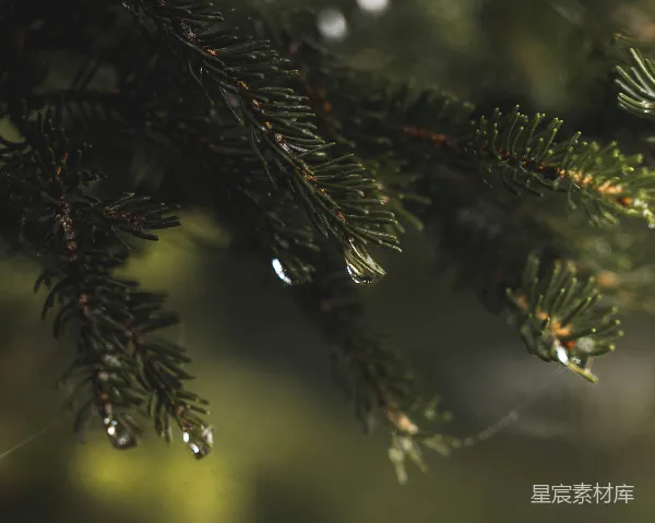 高清摄影 松针上的露珠