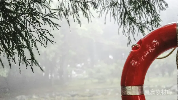 高清摄影 雨中松枝与红色救生圈