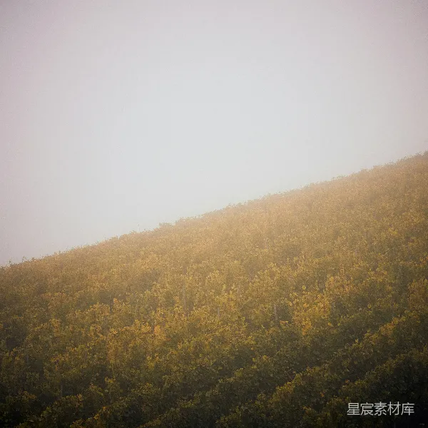 高清摄影 雾中的葡萄园