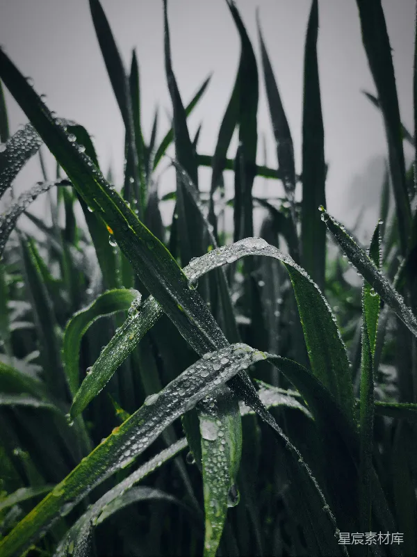 高清摄影 露珠下的草地