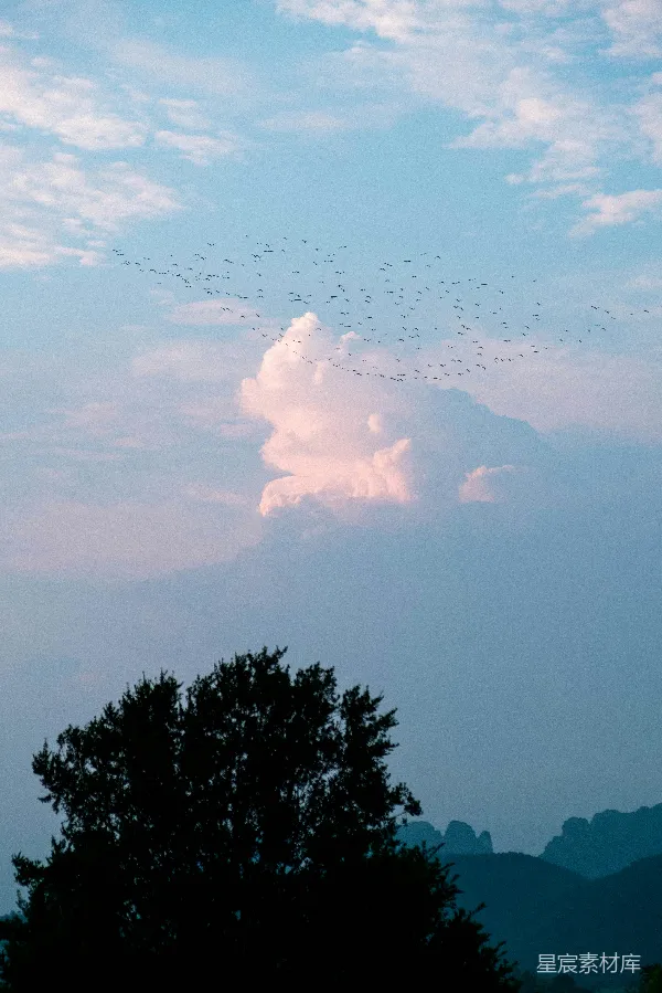 高清摄影 群鸟飞翔的天空