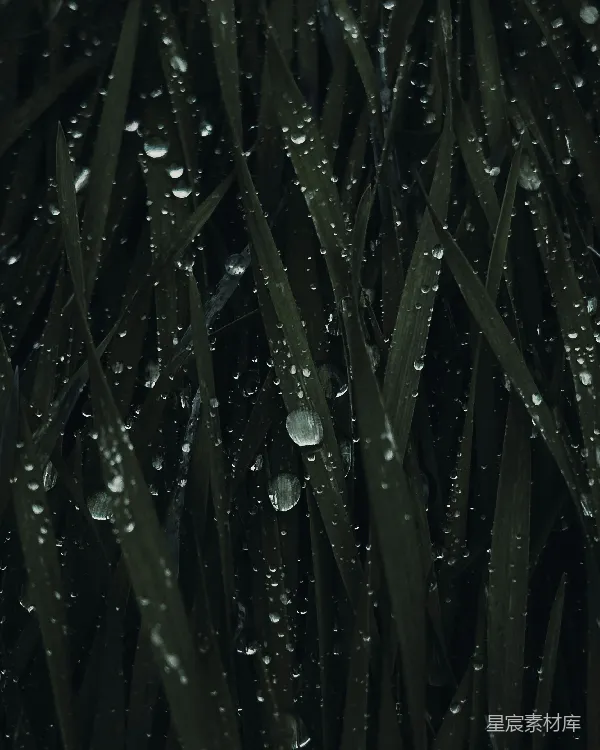 高清摄影 雨后青草