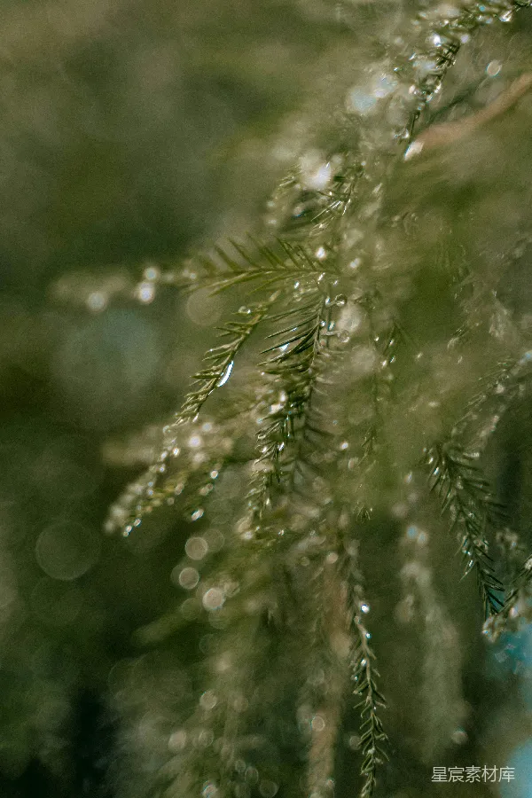 高清摄影 雨后松枝的晶莹光芒