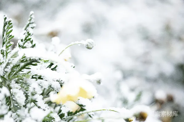 高清摄影 雪中的花朵