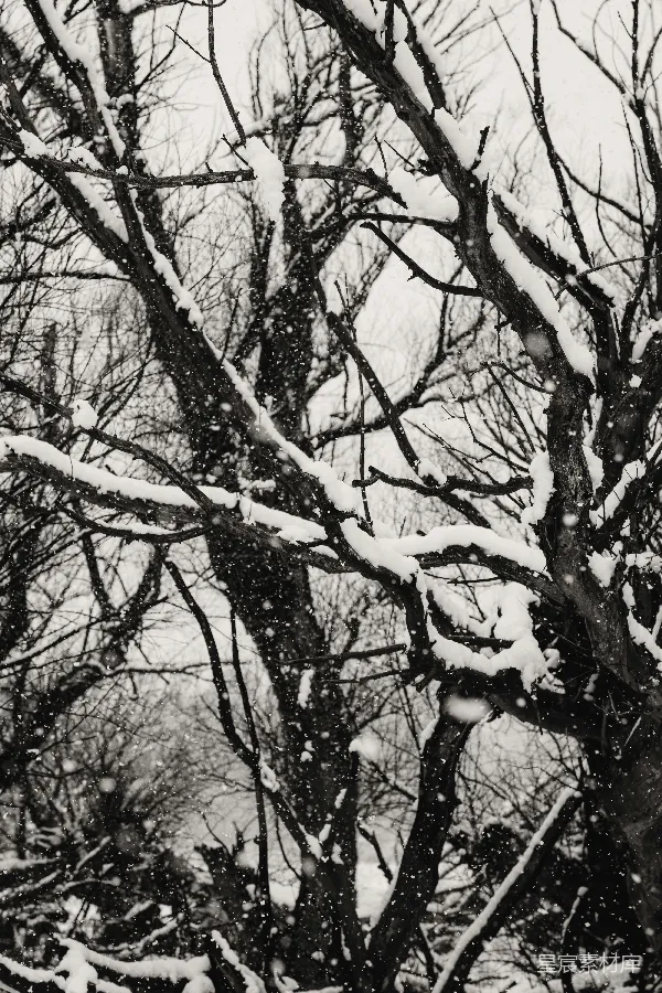 高清摄影 雪中的枯木