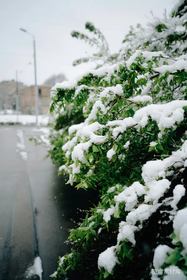 高清摄影 雪中绿意盎然的树枝