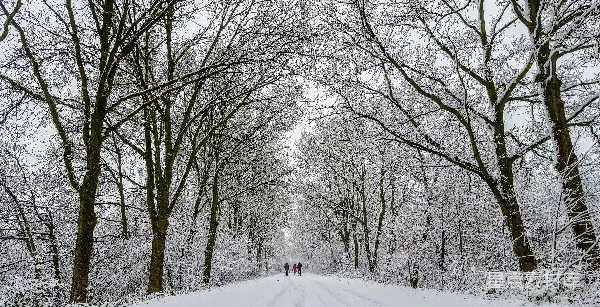 高清摄影 雪后林间小路