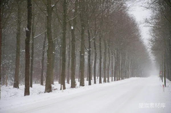高清摄影 冬日雪景中的林荫道