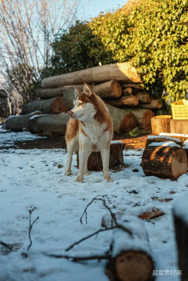 高清摄影 冬日雪地里的哈士奇
