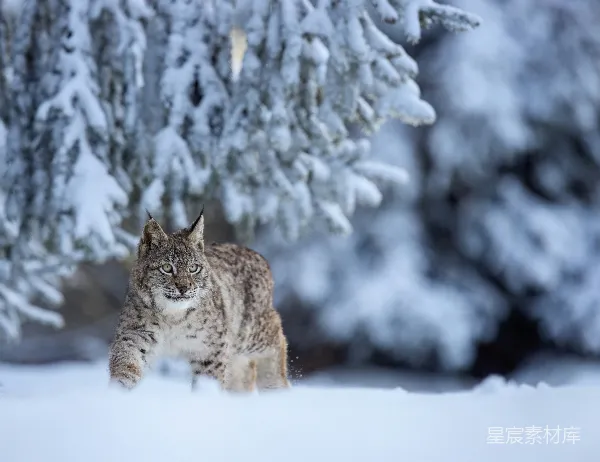 高清摄影 雪地中的猞猁