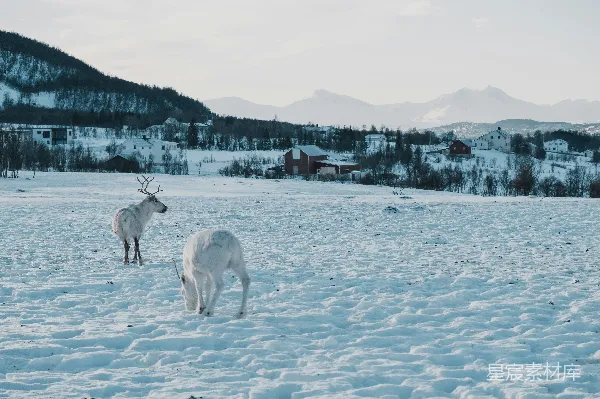 高清摄影 冬日的驯鹿与雪景