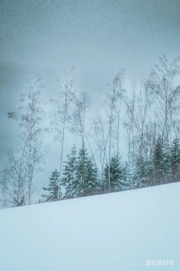 高清摄影 雪地里的桦树
