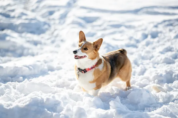 高清摄影 雪地里的柯基