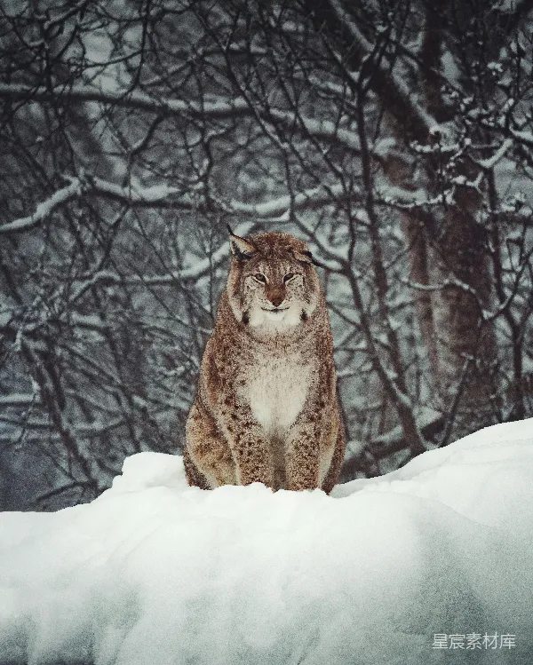 高清摄影 雪地中的猞猁