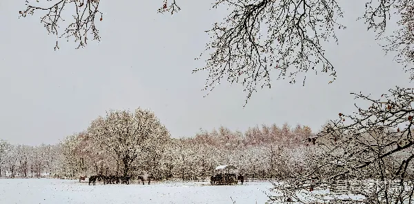 高清摄影 冬日雪景中的马群