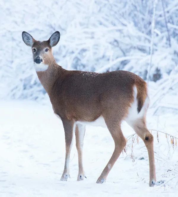 高清摄影 冬日雪地里的白尾鹿