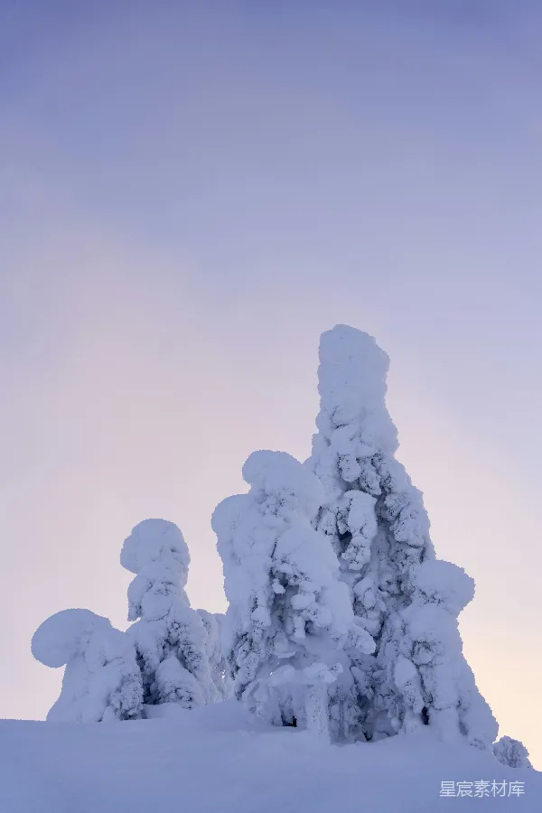 高清摄影 雪覆下的独特树形