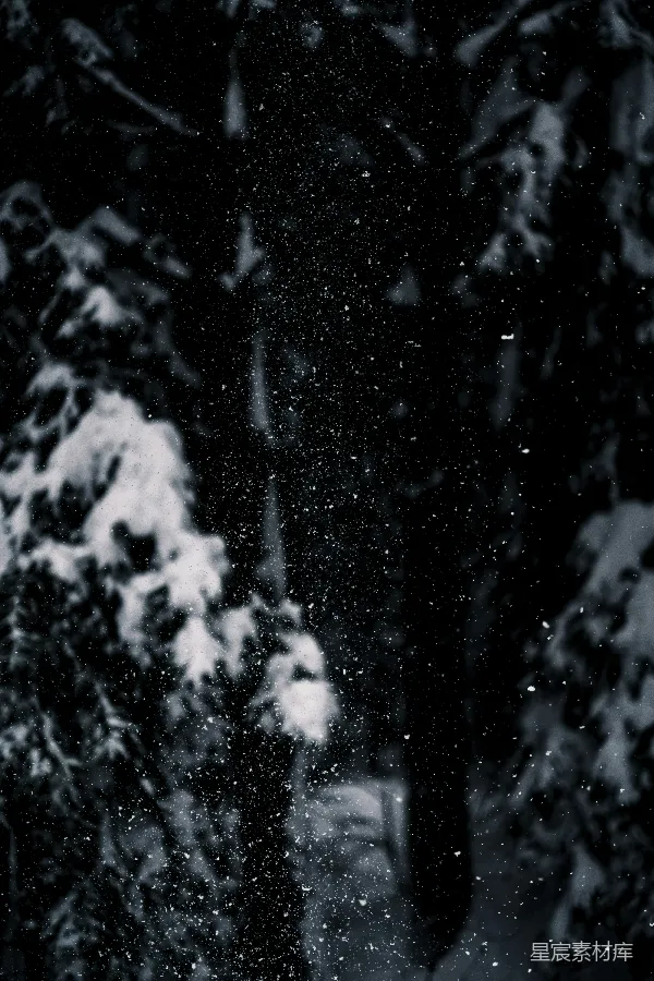 高清摄影 雪夜森林中的神秘身影