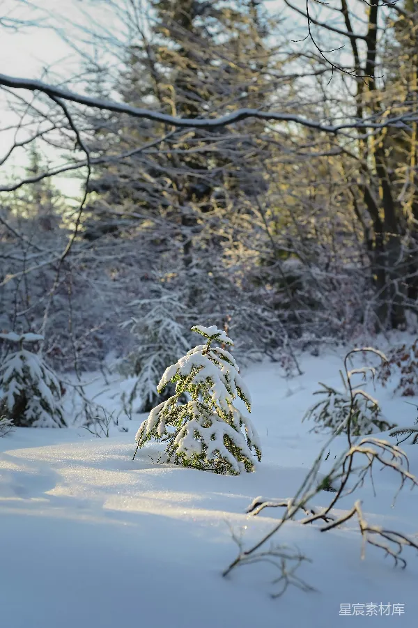 高清摄影 冬日雪景中的小松树