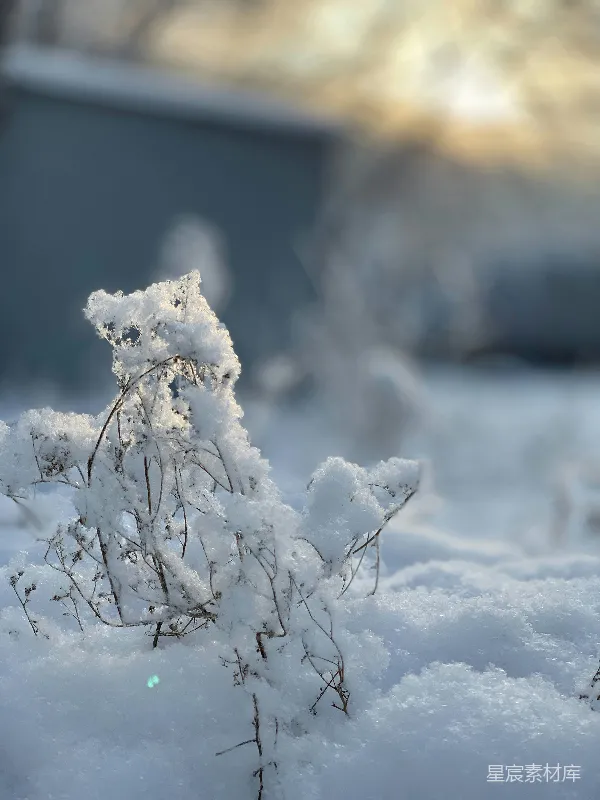 高清摄影 冬日雪景中的枯枝
