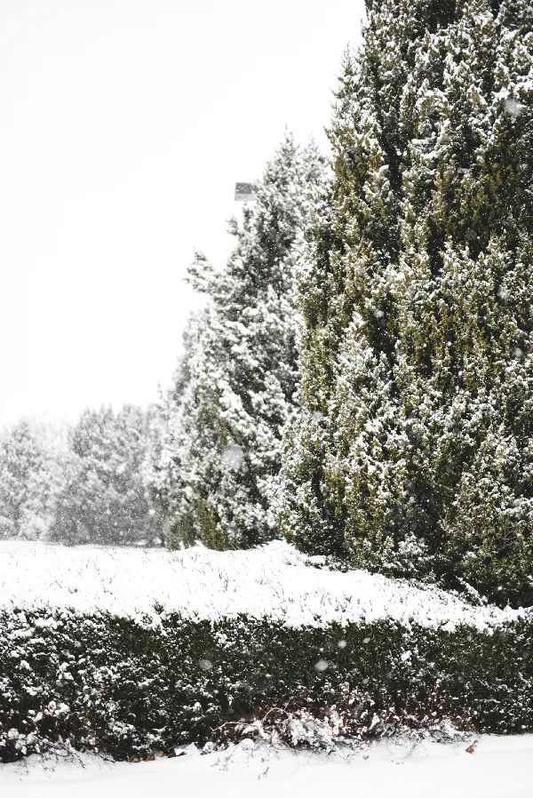 高清摄影 冬日雪景中的常绿植物
