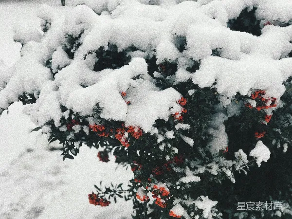 高清摄影 冬日红果雪景