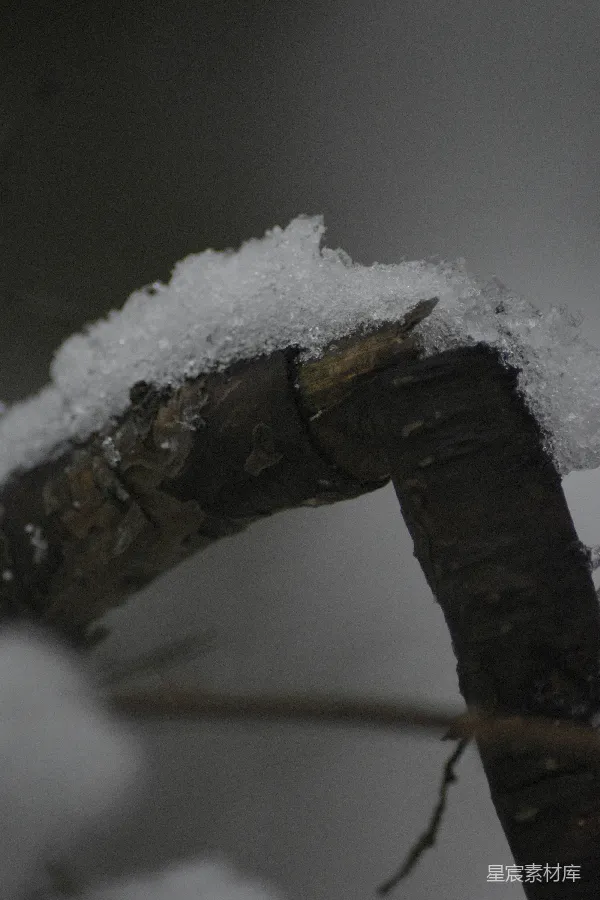 高清摄影 雪覆枯枝