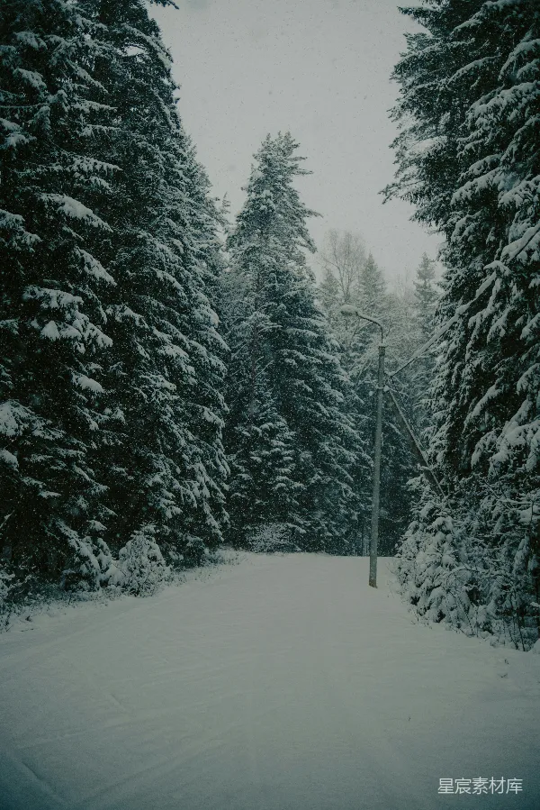 高清摄影 雪中的森林小路